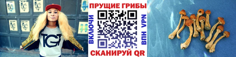 Псилоцибиновые грибы MAGIC MUSHROOMS  Купить  Гусь-Хрустальный 